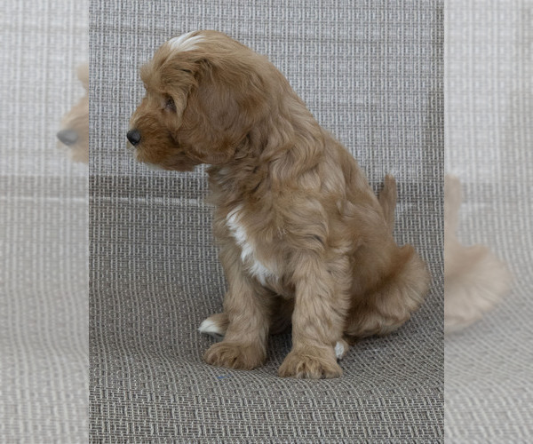 Medium Photo #5 Cavapoo (Miniature)-Goldendoodle Mix Puppy For Sale in SAINT MARYS, KS, USA