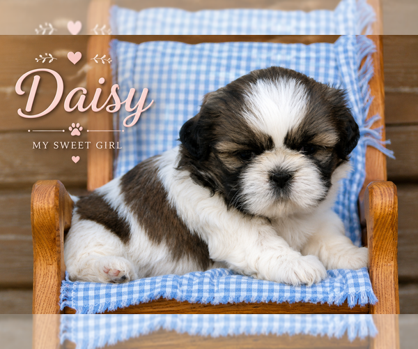 Medium Photo #2 Shih Tzu Puppy For Sale in CLARE, MI, USA