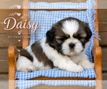 Small #1 Shih Tzu