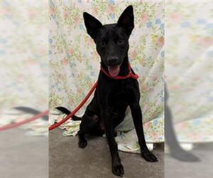 Labrador Retriever Dogs for adoption in Rosenberg, TX, USA