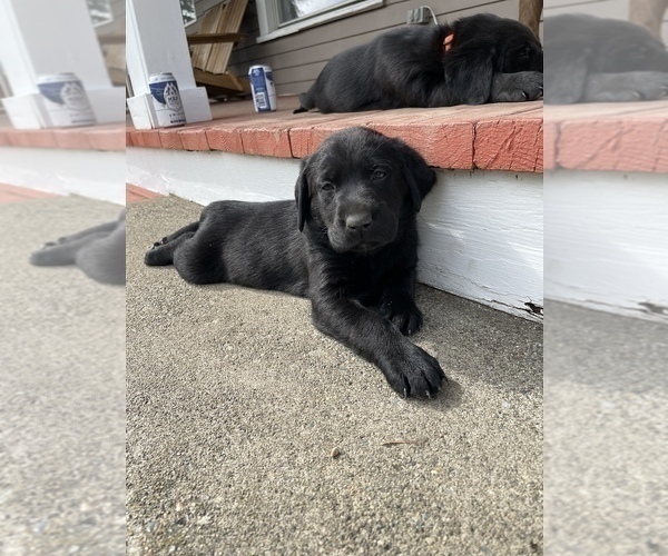 Medium Photo #8 Labrador Retriever Puppy For Sale in TACOMA, WA, USA