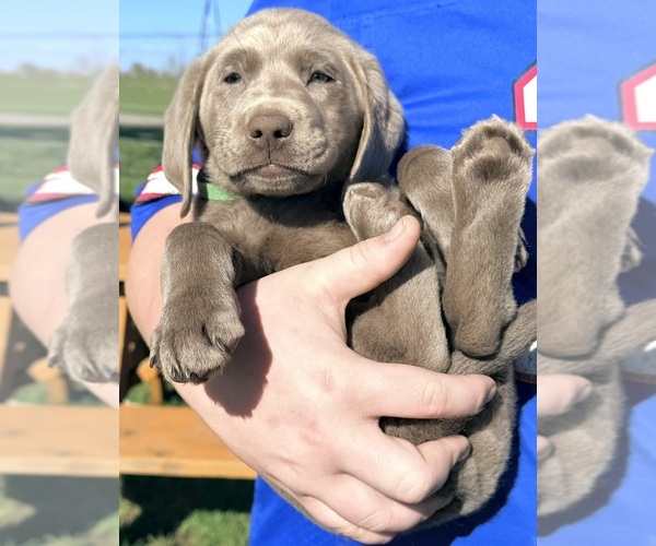 Medium Photo #14 Labrador Retriever Puppy For Sale in DELEVAN, NY, USA