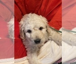 Small Photo #8 Pyredoodle Puppy For Sale in MOORESVILLE, NC, USA