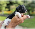 Small Photo #10 Poodle (Standard) Puppy For Sale in CHAMPION, NC, USA