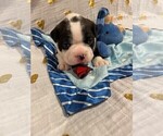 Small Photo #21 Boston Terrier Puppy For Sale in MONTVILLE, OH, USA