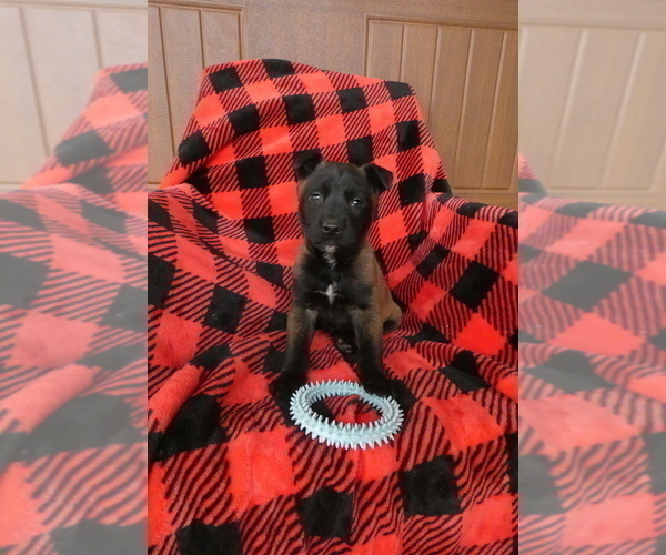 Medium Photo #2 Belgian Malinois Puppy For Sale in SYRACUSE, IN, USA
