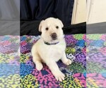WinterWonderlan - Female German Shepherd Dog Puppy for Sale - Photo #2