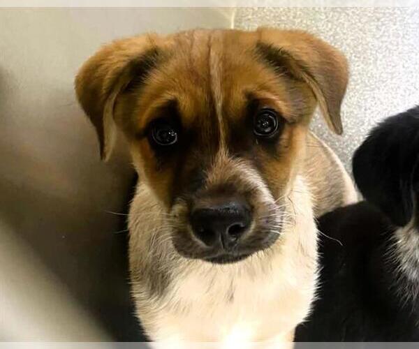 Medium Photo #1 Mutt Puppy For Sale in Orange, CA, USA