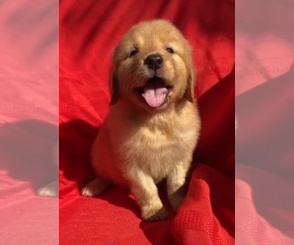 Medium Photo #1 Golden Retriever Puppy For Sale in SANTA ANA, CA, USA