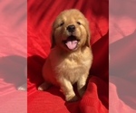 Small Golden Retriever