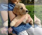 Small Photo #9 Golden Retriever Puppy For Sale in EVERETT, WA, USA
