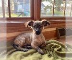 **SPUD** - Male Chihuahua-Unknown Mix Dog for Adoption - Small photo