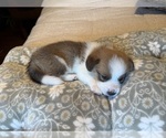 Small #6 Pembroke Welsh Corgi