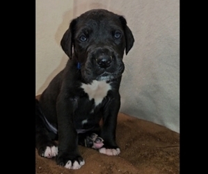 Great Dane Puppy for sale in CASSVILLE, MO, USA