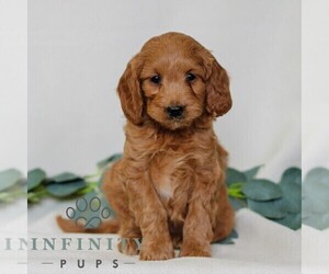 Goldendoodle (Miniature) Puppy for sale in EAST EARL, PA, USA