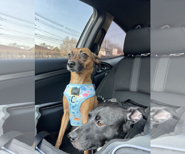 Medium Photo #10 Chihuahua-Unknown Mix Puppy For Sale in Boonton, NJ, USA