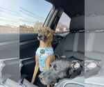 Small #9 Chihuahua Mix