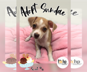 Dachshund Dogs for adoption in Menifee, CA, USA