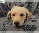Small #1 Labrador Retriever Mix
