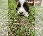 Small Photo #3 English Springer Spaniel Puppy For Sale in ROCKFORD, MI, USA