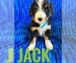 Small Photo #4 Bernedoodle (Miniature) Puppy For Sale in BOWLING GREEN, KY, USA