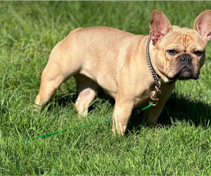 Mother of the French Bulldog puppies born on 01/19/2025
