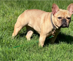 Small Photo #1 French Bulldog Puppy For Sale in NAUGATUCK, CT, USA