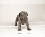 Small Photo #2 Mastiff-Neapolitan Mastiff Mix Puppy For Sale in BRISTOL, IN, USA