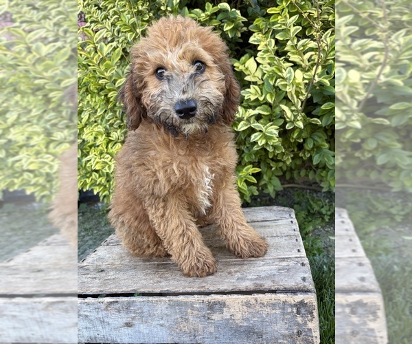 Medium Photo #3 Whoodle (Miniature) Puppy For Sale in MIDDLEBURY, IN, USA
