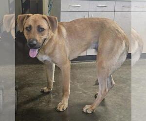 Tucker - Male Black Mouth Cur-Unknown Mix Dog for Adoption - Photo #5