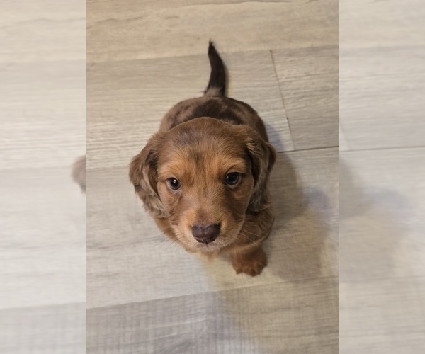 Medium Photo #19 Dachshund Puppy For Sale in NEOSHO, MO, USA