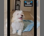 Small #1 Havanese-Zuchon Mix