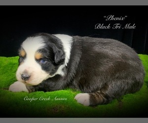 Miniature Australian Shepherd Puppy for sale in SMITHVILLE, AR, USA