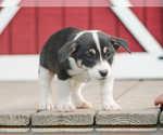 Small #4 Pembroke Welsh Corgi