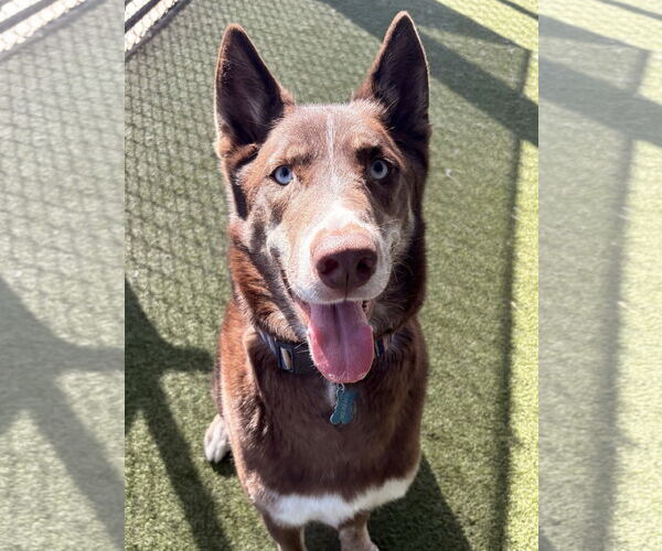 Medium Photo #1 Australian Kelpie-Unknown Mix Puppy For Sale in Monkton, MD, USA