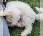 Small Photo #9 Maltipoo Puppy For Sale in LAKESIDE, CA, USA