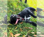 Small #9 Labrador Retriever Mix