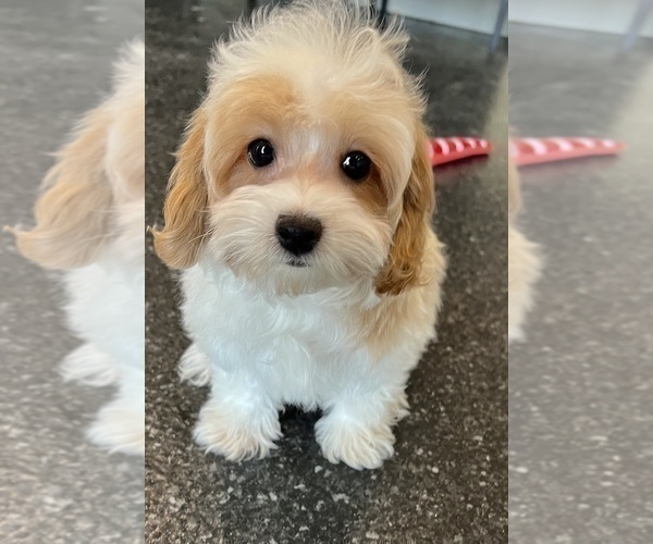 Medium Photo #18 Maltipoo Puppy For Sale in WARSAW, IN, USA