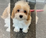 Small Photo #18 Maltipoo Puppy For Sale in WARSAW, IN, USA