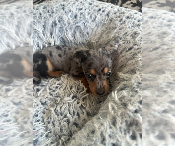 Medium Photo #9 Dachshund Puppy For Sale in SAN DIEGO, CA, USA