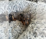 Small #8 Dachshund