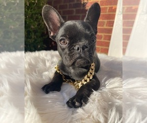 French Bulldog Puppy for sale in ATLANTA, GA, USA