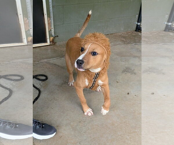 Medium Photo #3 Mutt Puppy For Sale in McCormick, SC, USA