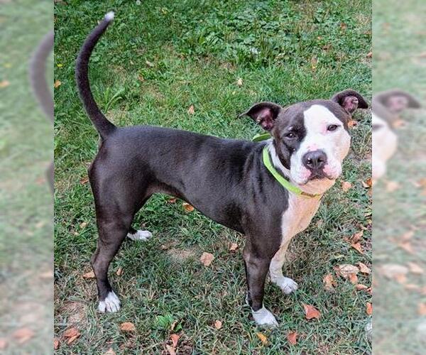 Medium Photo #2 American Pit Bull Terrier Puppy For Sale in Akron, OH, USA
