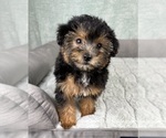 Small #8 YorkiePoo