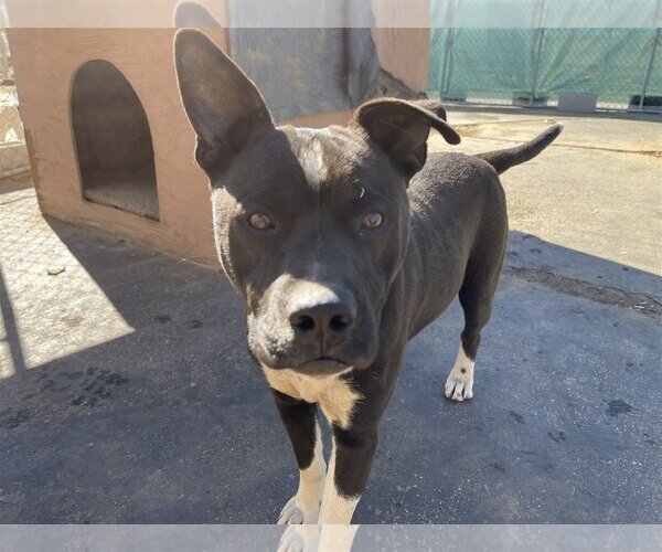 Medium Photo #8 American Staffordshire Terrier-Boxer Mix Puppy For Sale in Apple Valley, CA, USA