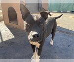 Small #7 American Staffordshire Terrier-Boxer Mix