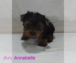 Small #7 Yorkshire Terrier