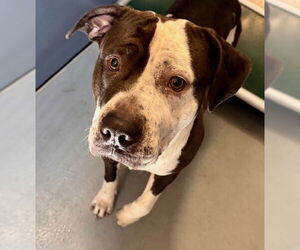 Staffordshire Bull Terrier Dogs for adoption in South Lake Tahoe, CA, USA