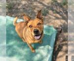 Small #1 Chow Chow Mix